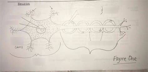 Neuron Diagram Diagram Quizlet