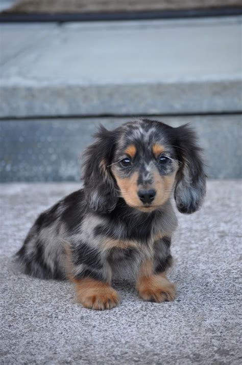 Cute Dapple Dachshund Puppies