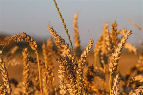 Ladang Jagung Bulir Gandum Foto Gratis Di Pixabay Pixabay