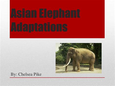 PPT - Asian Elephant Adaptations PowerPoint Presentation, free download ...