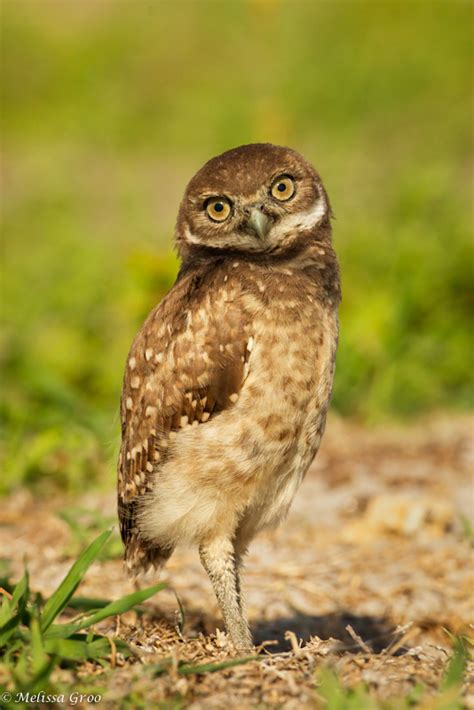 Quizzical Burrowing Owl Florida Burrowing Owls Melissa Groo