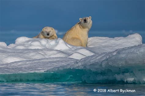 2nd Place Wildlife – Nunavut Polar Bears by Albert Ryckman | Nature Photographers of the Pacific ...