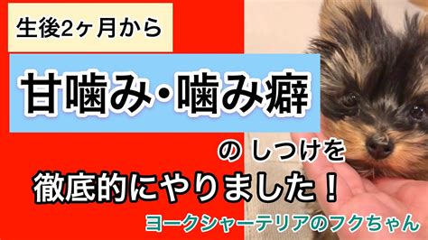 子犬の甘噛み･噛み癖のしつけ生後2ヶ月から徹底的にしつけました！ヨークシャーテリアヨーキー子犬しつけ【フクのキロク】 Youtube