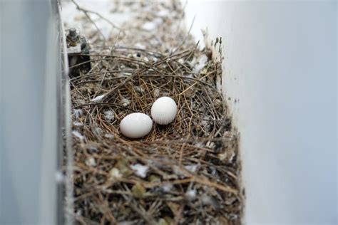 O Pombo Branco Do Ninho Do Pássaro Mergulhou Os Ovos Colocados No Ninho