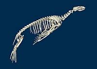 Pinniped - Wikipedia