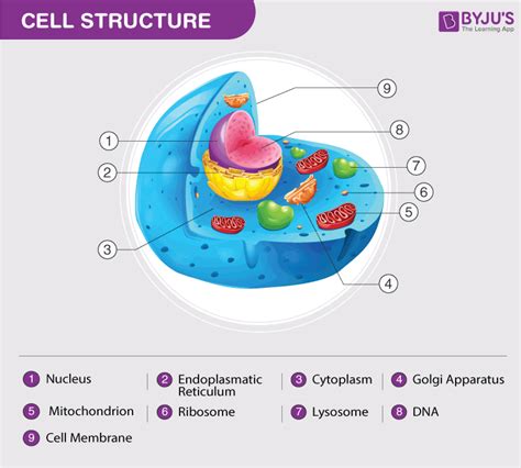 Cell Parts And Functions Worksheet Pdf Reviewmotors Co