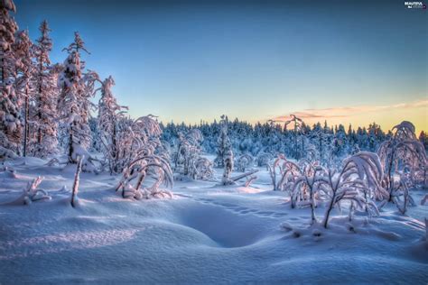 Rime Snow Viewes Bush Trees Beautiful Views Wallpapers X