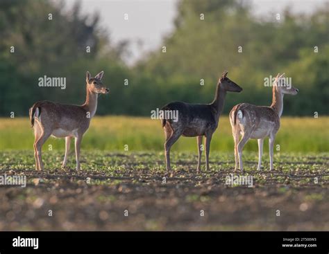 Three In A Row Showing All Different Coat Colours Fallow Deer Dama