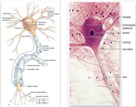 Histology Nervous System Flashcards Quizlet