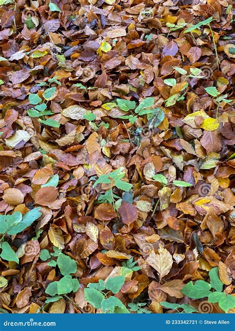 Autumn Leaves Forest Floor Stock Image Image Of Woodland Autumn