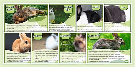 Rabbit Breeds Display Posters Twinkl Ks Teacher Made