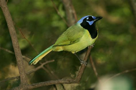 A green jay at Santa Ana Refuge | FWS.gov