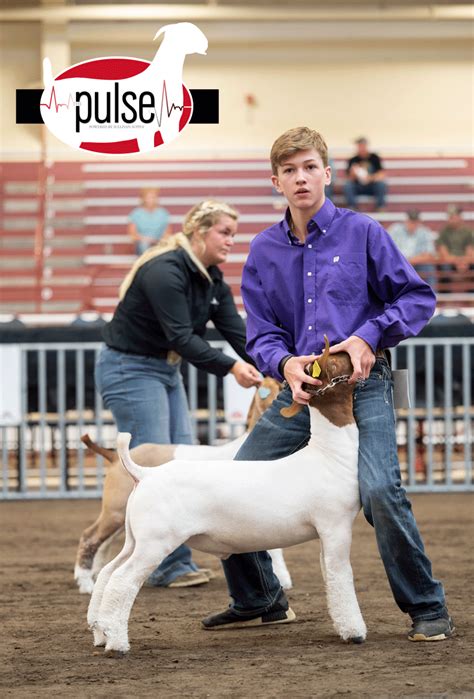 National Junior Boer Goat Show Market Goats Mediumweight