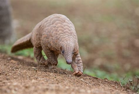 Indian pangolin | Manis crassicaudata