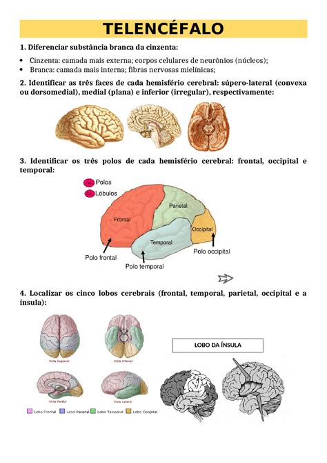 Resumo de Telencéfalo Neuroanatomia Resumos Neuroanatomia