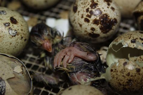 Quail Eggs Hatching