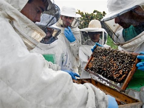 G Projeto De Apicultura Ajuda Na Renda De Fam Lias Em Monteiro