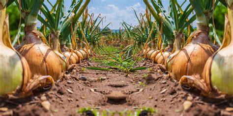 How To Harvest And Store Onions Correctly Horticulture Co Uk