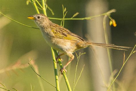 El Coludo Grande Una Bella Especie De Los Pastizales Del Sur De