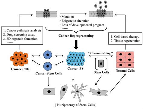 Application Of Cancer Cell Reprogramming Technology To Human Cancer Research