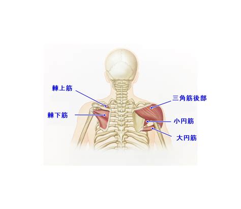 肩関節の筋肉の説明です。 神戸元町リリーフ整体院