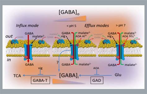 Plantae A Malate Gaba Transporter And The Role Of Gaba In Plant Cells