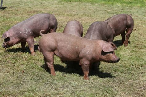 Duroc Pig Stock Photos, Pictures & Royalty-Free Images - iStock