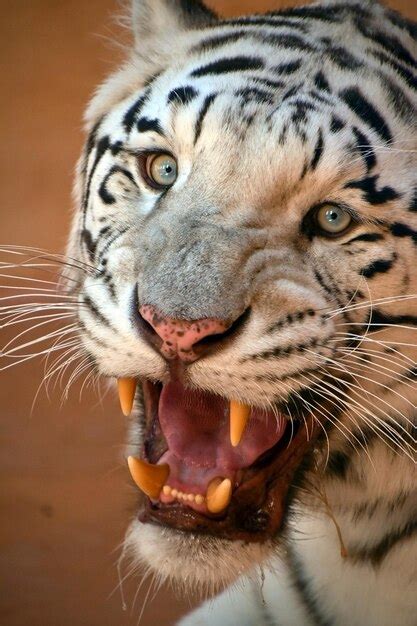 Premium Photo Close Up Of Tiger Roaring