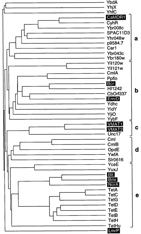 Phylogenetic Tree Displaying The Relationships Among Proteins Within