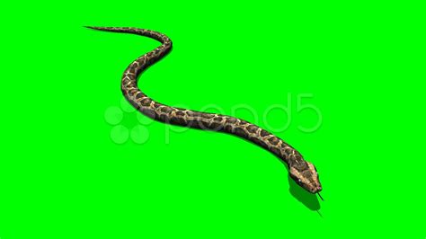 Majestic Python Snake Crawling On Green Screen Stock Footage