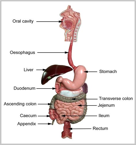 Anatomy Of The Gi Tract Graph Diagram