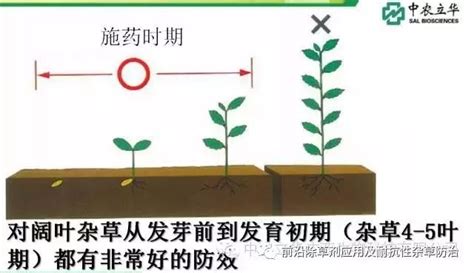 氯吡嘧磺隆在玉米田和甘蔗田的使用技术