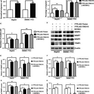 Overexpression Of Tsg Promotes Hcc Cell Migration And Invasion A