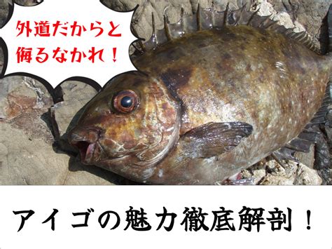 アイゴってどんな魚？生態から釣り方、おすすめの料理法まで一挙ご紹介！