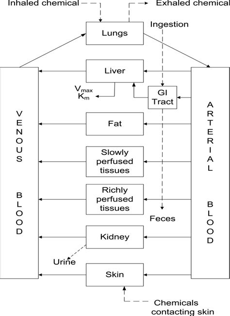 Figure Conceptual Representation Of A Physiologically Based