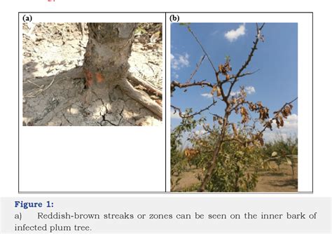 Figure From Phytophthora Root And Crown Rot Of Plum Semantic Scholar