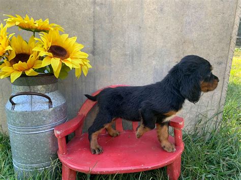 Gordon Setter Puppies For Sale