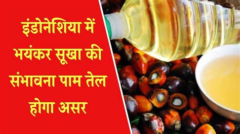 इंडोनेशिया में भयंकर सूखा की संभावना पाम तेल होगा असर Palm Oil News