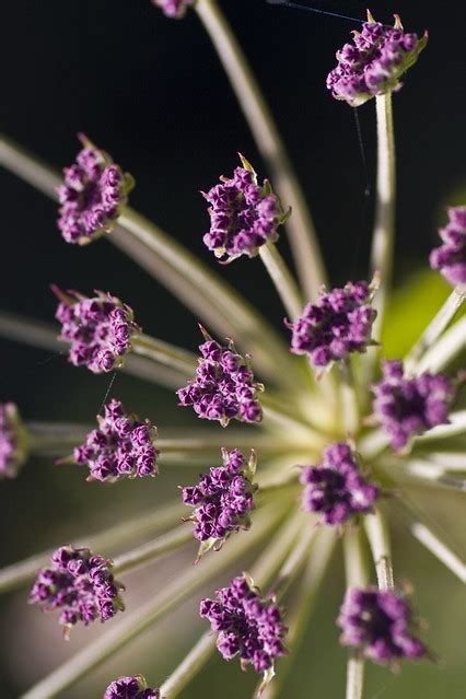 Wildflowers Of The Altai Mountains A Bushy Umbelliferous P Flickr