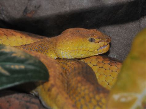 The Online Zoo Philippine Pit Viper