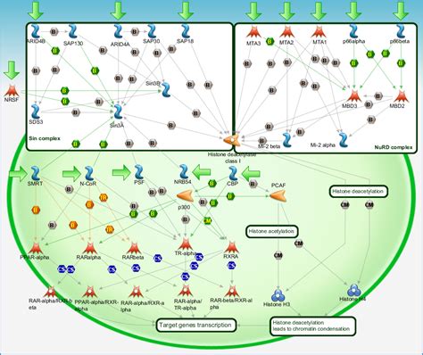 Transcription Sin3 And Nurd In Transcription Regulation Pathway Map Primepcr Life Science