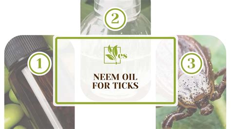 Neem Oil For Ticks Your Effective And Natural Gardening Fix