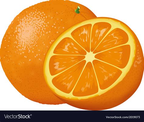 Orange Royalty Free Vector Image Vectorstock