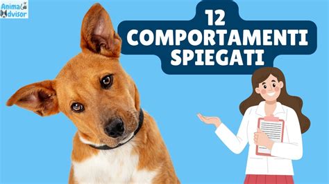 Comportamenti Dei Cani Spiegati Youtube