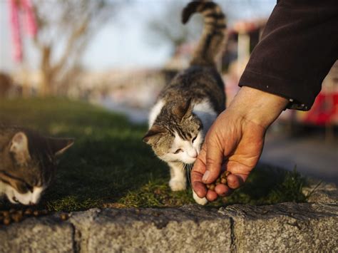 Si Pu Adottare Un Gatto Di Colonia