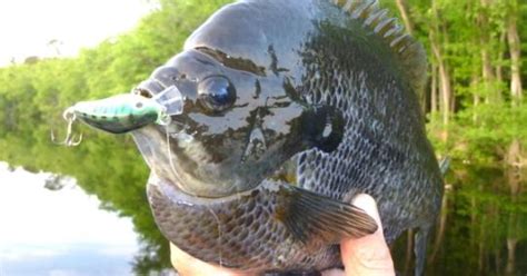 Bluegill Fishing 101 How To Catch Bluegill