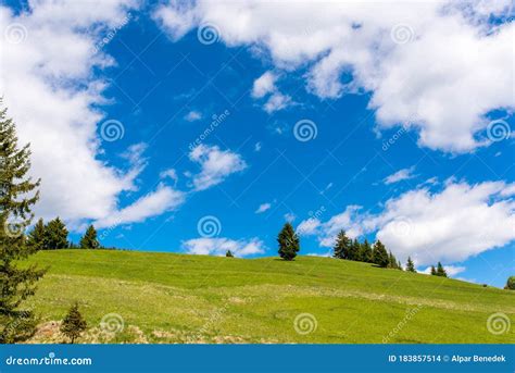 Pine Trees On Beautiful Green Hill Covered With Wild Flowers Stock