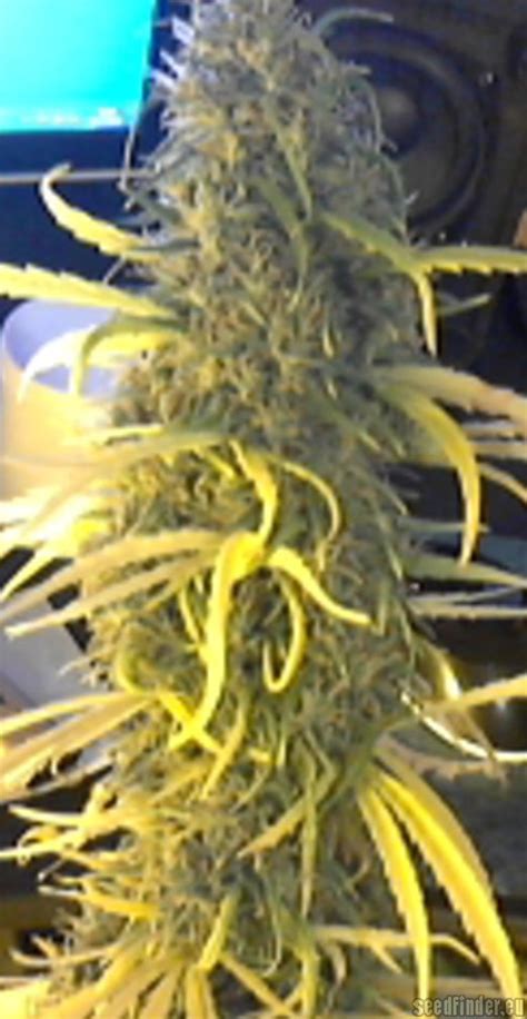 Strain Galerie Shiva Skunk Sensi Seeds PIC 14111254017851374 Von