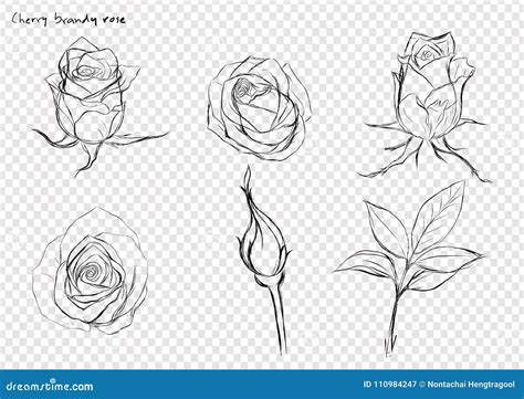 Rose Vector Set By Hand Drawing Stock Vector Illustration Of Bouquet