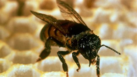 The Gene That Turns Bees Mean The Atlantic